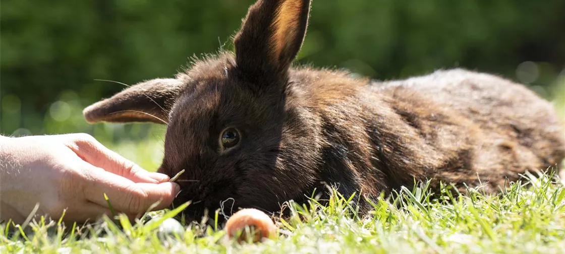 Kaninchen wird gefüttert