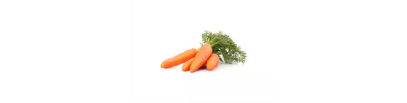 ingredient-carrot.png