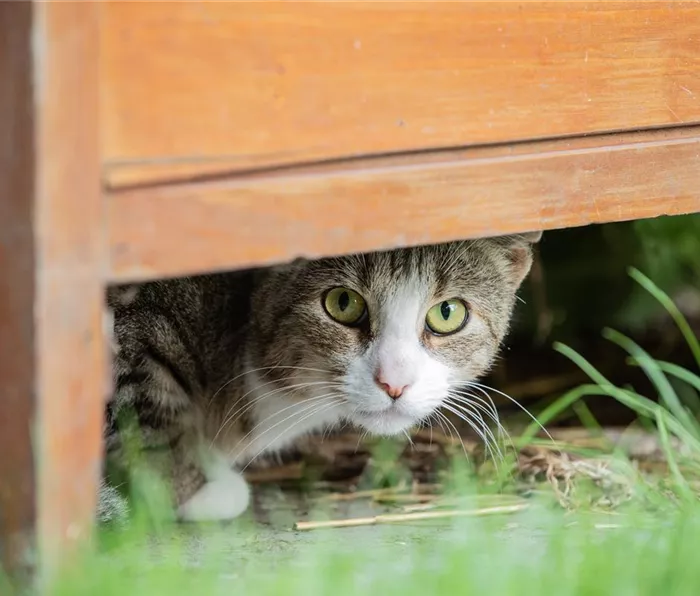 Katze im Versteck