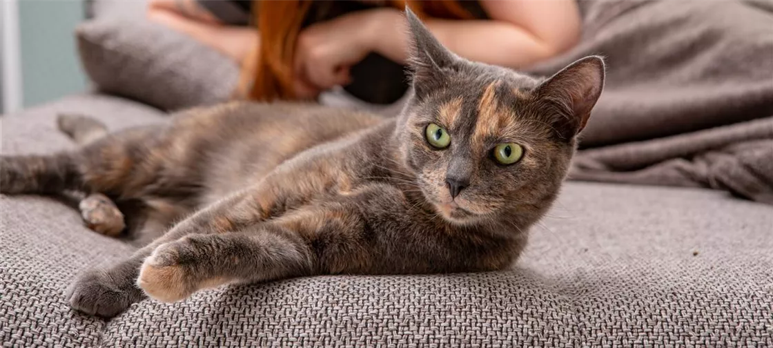 Katze mit Frauchen auf Sofa