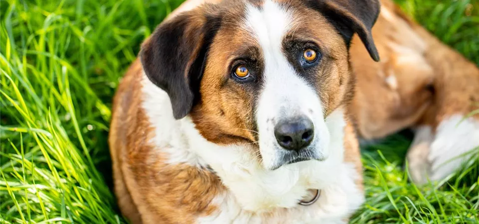 Hund liegt im Gras