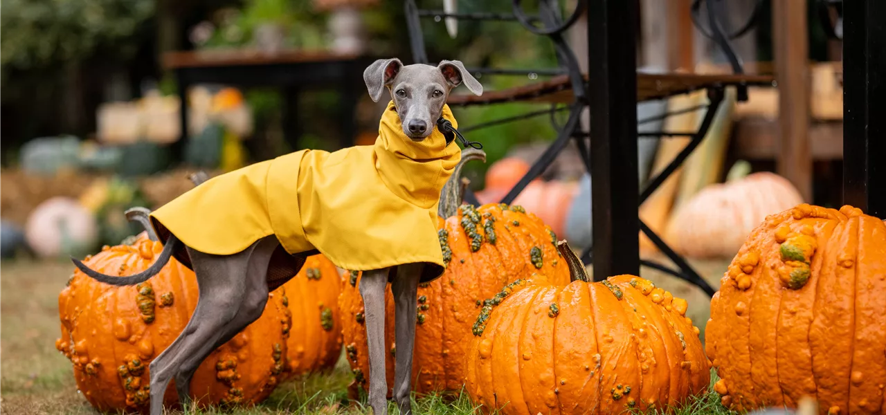 Herbstambiente - Hund mit Regencape