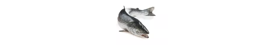 ingredient-salmon.png