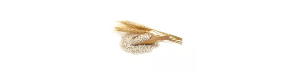 ingredient-barley-grains.png