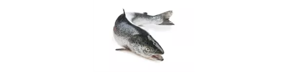 ingredient-salmon.png