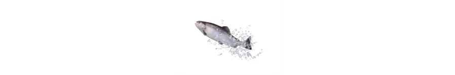 ingredient-fish.png