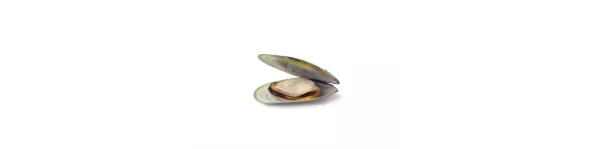 ingredient-green-lipped-clam.png